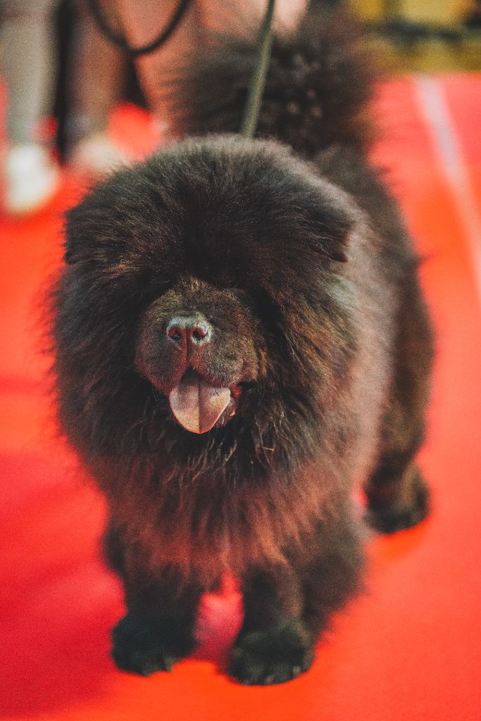 NE Chow-Chows 2024