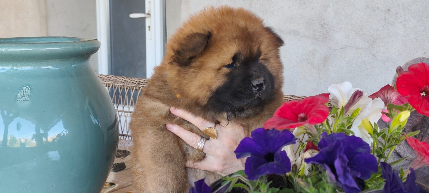 De La Rivière Au Soleil - Chiots disponibles - Chow Chow