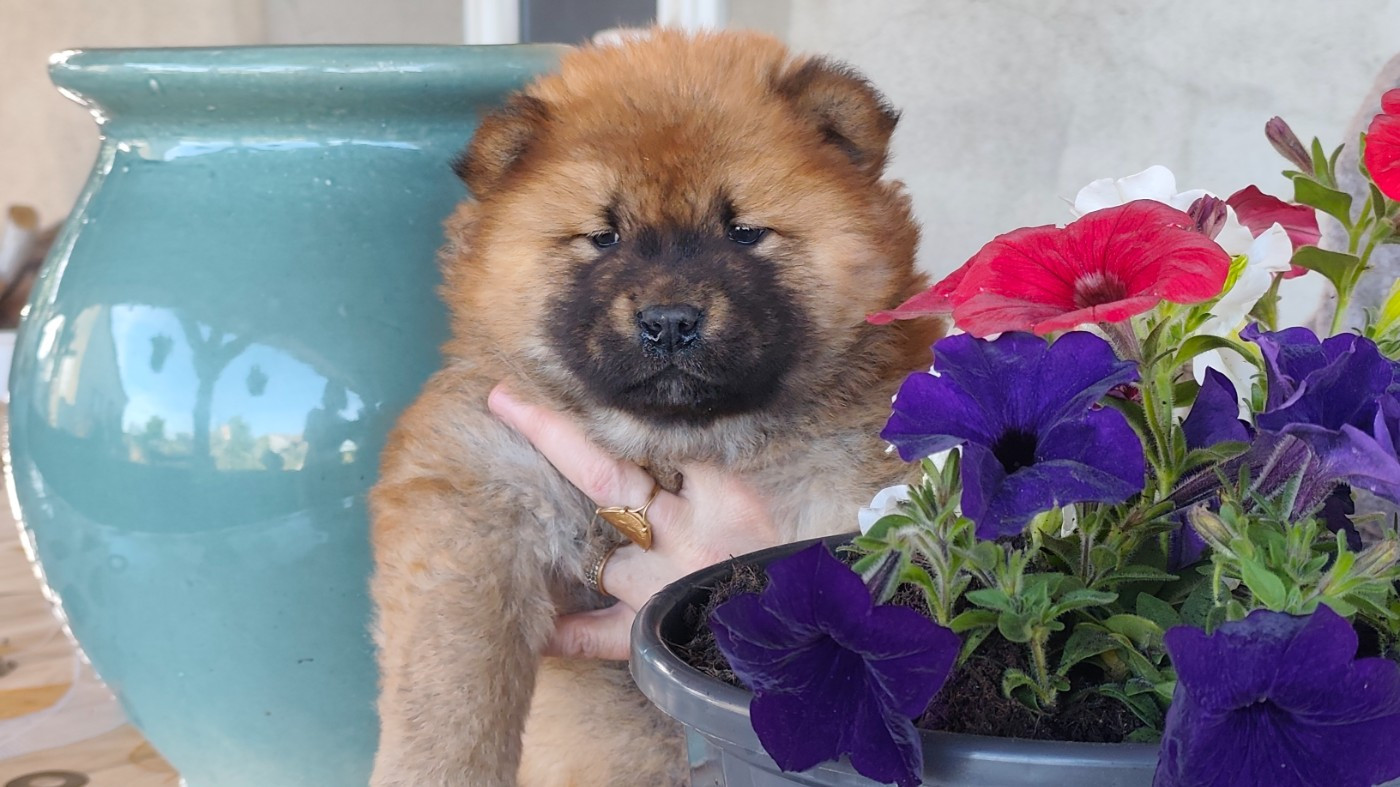 De La Rivière Au Soleil - Chiots disponibles - Chow Chow