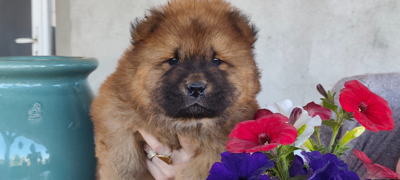 De La Rivière Au Soleil - Chiots disponibles - Chow Chow
