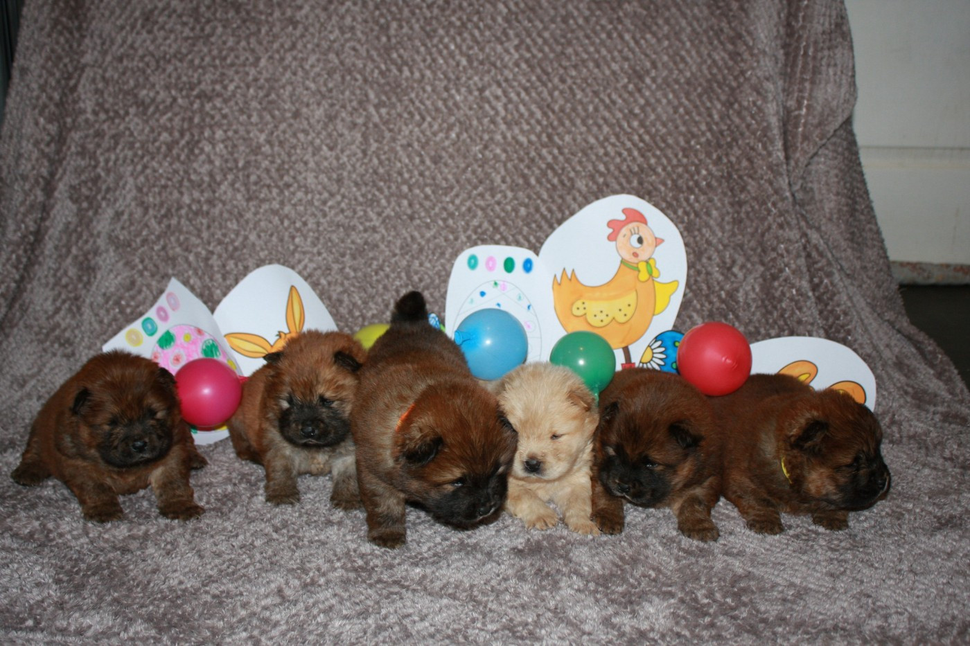 Chiot Chow Chow De La Rivière Au Soleil