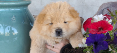 Mr Crème : Blue-Aaron de la Rivière au Soleil