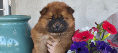 Miss Sans Colliers : Beverly Hills de la Rivière a