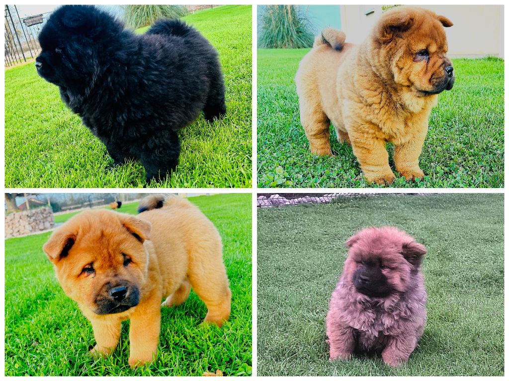 De La Rivière Au Soleil - Chow Chow - Portée née le 19/10/2024