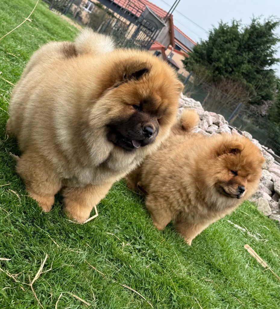 De La Rivière Au Soleil - Chow Chow - Portée née le 22/12/2024